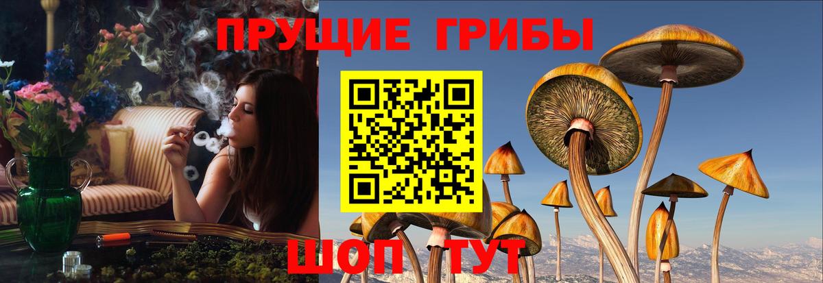 Новозыбков  Галлюциногенные грибы GOLDEN TEACHER  Вход с VPN 